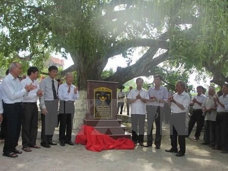 Đặt bia công nhận Cây di sản Việt Nam đối với cây lộc vừng ở xã Sơn Đông. (Ảnh: Nguyễn Thảo/TTXVN)