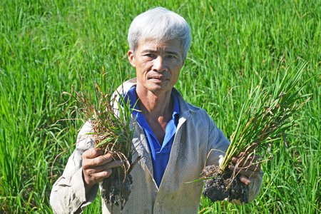 Ruộng lúa của anh Nguyễn Văn Út (ấp Phú Tiên- xã Trung Nghĩa) không phát triển được.