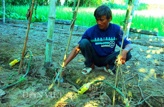 Vườn bí đao “khổng lồ” với 100 gốc của gia đình anh Nguyễn Đình Giáo (57 tuổi, thôn Chánh Trạch 1, xã Mỹ Thọ) đã cuối vụ thu hoạch.