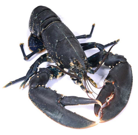 Tôm hùm Scottish Lobster là loại hải sản đắt đỏ nhất trong siêu thị