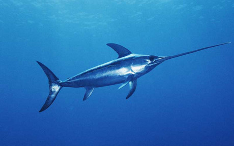 Cá kiếm ở Bắc Mỹ là món ăn xa xỉ, chỉ dành cho giới thượng lưu