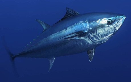 Cá ngừ vây xanh Bluefin Tuna ở Nhật Bản là loại thực phẩm chỉ xuất hiện trên bàn ăn của các đại gia
