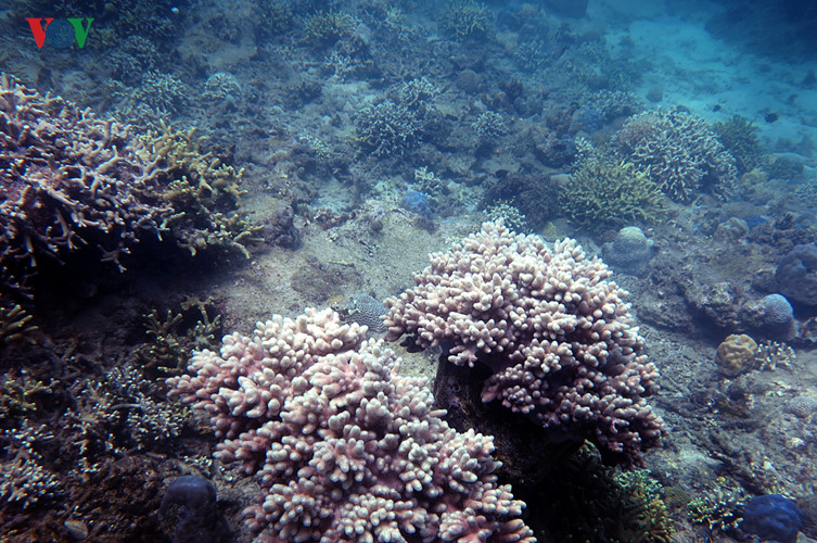 Và quyến rũ hơn cả là vẻ đẹp lung linh, kỳ ảo, sức hấp dẫn của những rạn san hô đủ các sắc mầu dưới làn nước trong xanh./.