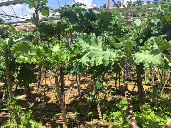 Khác hoàn toàn các giống rau cải ở Việt Nam, cây cải siêu lạ Kale cành lá xoăn tít, cho thu hoạch lá liên tục cả năm nếu được chăm sóc tốt.