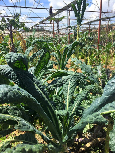 Trong khi rau cải của Việt Nam trồng đến lúc thu hoạch chỉ được một lần là hết (nhổ cả cây). Còn rau cải xoăn Kale chỉ thu hoạch lá. 