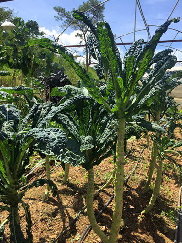 Do thị trường khá chuộng loại rau xoăn Kale nên rất nhiều nhà vườn ở Đà Lạt, kể cả nhà vườn ở Mộc Châu (Sơn La) đang tiến hành trồng.