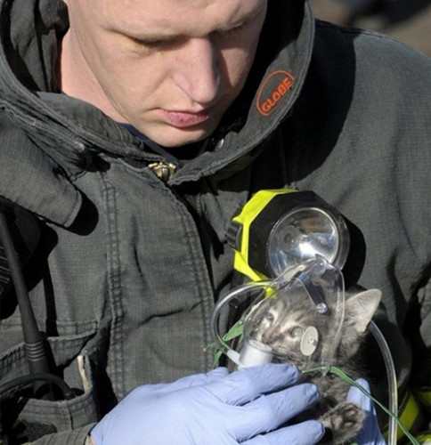 Người lính cứu hỏa đặt  mặt nạ dưỡng khí cho một con mèo con sau khi nó được cứu thoát khỏi một tòa nhà đang cháy.