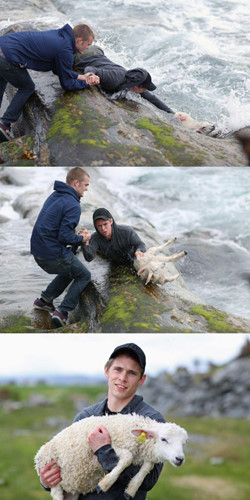 Hai người đàn ông cứu một con cừu sắp chết đuối.