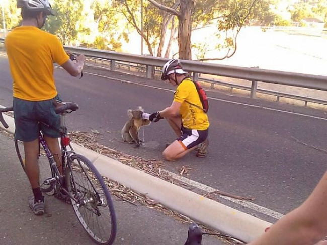 Hai anh chàng này đã dành thời gian để cho một con koala uống nước.