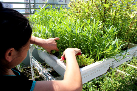 Việc chăm sóc vườn rau, chứng kiến rau phát triển và việc thu hoạch rau hàng ngày cũng đem lại niềm vui nho nhỏ cho các thành viên trong gia đình, chị Thơm nói.