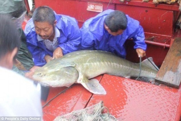Con cá trên dài khoảng 2,1m và nặng 99kg. (Nguồn: Daily Mail)