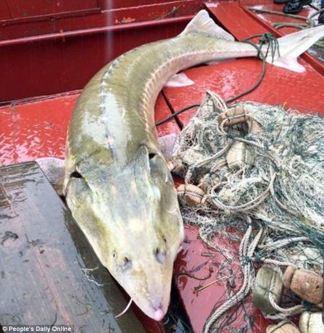 Hai cha con ngư dân Zhang Chuanzhou và Zhang Xiaogang cho biết, lúc đầu họ nghĩ đó là một con cá tầm bình thường. Tuy nhiên, sau khi biết đó không phả là cá tầm, họ đã liên lạc với một phóng viên địa phương. (Nguồn: Daily Mail)