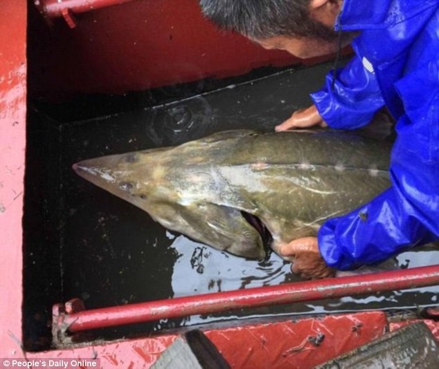 Một chuyên gia về thủy sản cho biết, con cá trên có thể lai giữa cá tầm Kaluga và một loài không xác định. (Nguồn: Daily Mail)