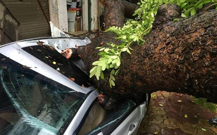 Thân cây khổng lồ đổ vào giữa thân xe