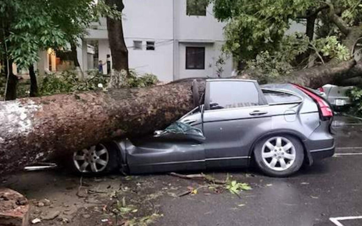 Chiếc xe mắc kẹt vào thân cây đổ