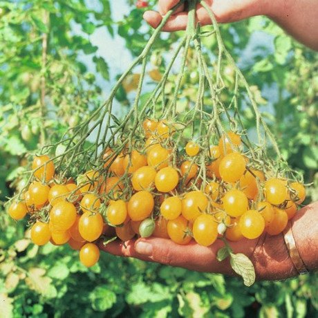 Giống cà chua cho màu vàng được nhiều người ưa chuộng và cho năng suất rất cao.
