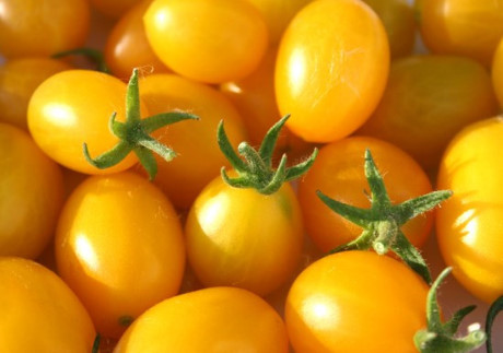 Giống cà chua nho màu vànglà giống cà chua nhỏ, được nhiều nhà vườn trồng bởi năng suất cao và thời vụ ngắn.