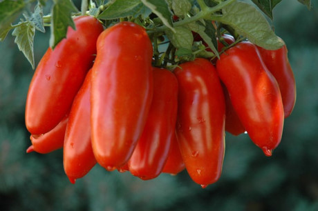 Giống cà chua mang hình dáng quả dài như quả dưa chuột có tên San Marzano đang rất được ưa chuộng trên thị trường thế giới. Cây cà chua San Marzano cho những chùm quả sai trĩu, căng mọng.