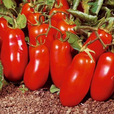 Cà chua quả dài San Marzano thường được dùng trong các món salad, nấu nước sốt.. Trên các trang mạng rao bán trực tuyến, giá của giống cà chua này cũng không hề rẻ: Một túi 20 hạt giống có giá khoảng 50.000 đồng.