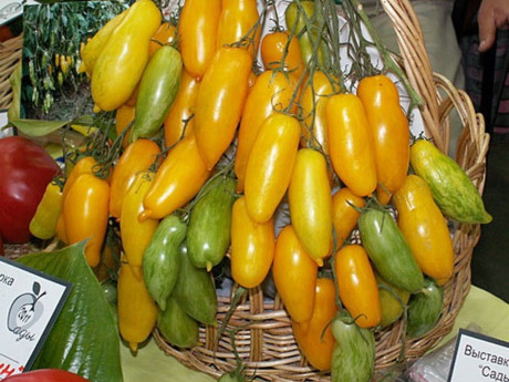 Bên cạnh giống cà chua đỏ có dạng quả giống dưa chuột trên, còn có một loại cà chua màu vàng có hình dáng dài tương tự.