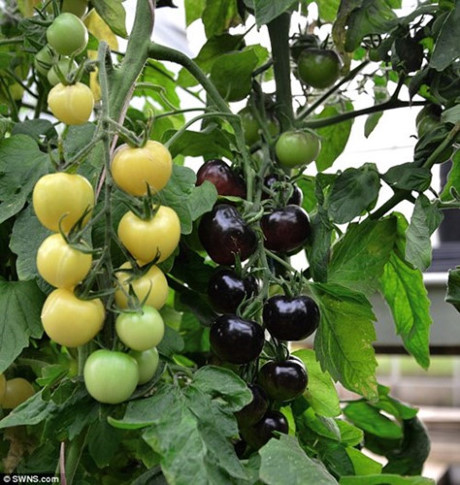 Cà chua đen trắng là phát minh mang tính đột phá củacông ty tạo giống cây trồng Sutton Seeds ở Anh. Cây cà chua đen trắng cho 2 loại quả đen và trắng này được bán rộng rãi trên thị trường với giá 4 bảng Anh, tương đương khoảng 132.000 đồng/cây.