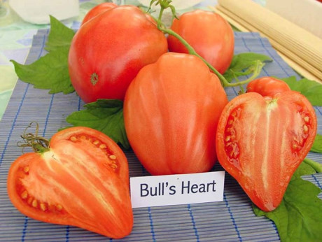 Cà chua hình trái tim đang rất được yêu thích vì hình dáng độc lạ. Ở Hà Nội, nhiều bà nội trợ đã săn hạt giống cà chua này về trồng.