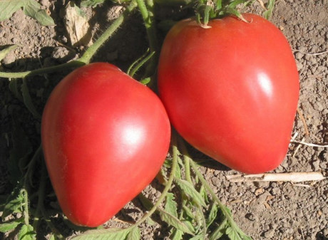 Cà chua hình trái tim cũng như các loại cà chua thường thấy, có thể chế biến thành nhiều món xào nấu, salad, nước ép rất tốt cho sức khỏe