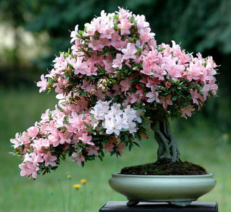 Hoa đỗ quyên: Loại hoa này có giống chứa độc là Rhododendron occidental. Chất độc chứa trong tất cả các bộ phận, gây buồn nôn, chảy nước dãi, ói mửa, uể oải, chóng mặt, khó thở, mất cân bằng.