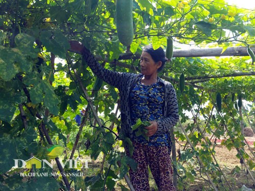 Bình quân mỗi hộ trồng rau ở huyện Hoà Vang thu nhập từ 20-40 triệu đồng mỗi năm từ rau sạch. Ảnh: Kim Oanh