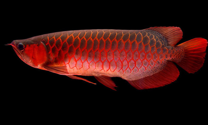 Tại Việt Nam, loài cá quý hiếm này được nhiều đại gia ưa chuộng