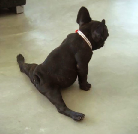 Động tác duỗi chân này một người tập Yoga phải mất thời gian dài mới có thể làm được nhưng chú chó này lại có thể thực hiện 