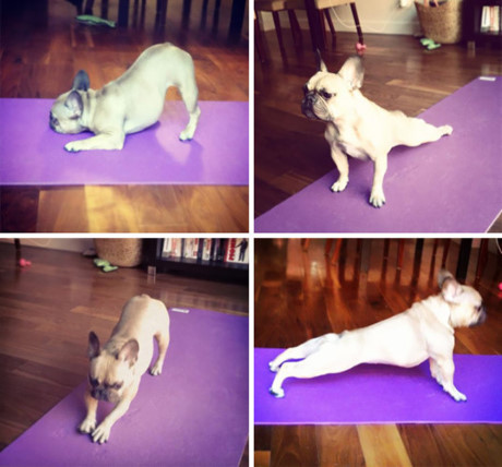 Chú chó này có hẳn cả thảm tập Yoga riêng. (ảnh: Bored Panda).