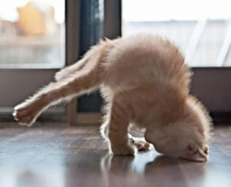 Thế Yoga 