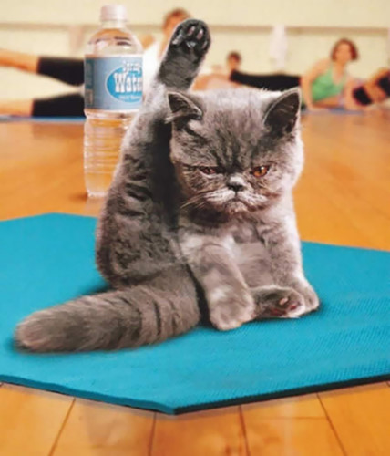 Nhìn xem này, tôi tập Yoga còn dẻo hơn con người đấy nhé! (ảnh: Bored Panda).