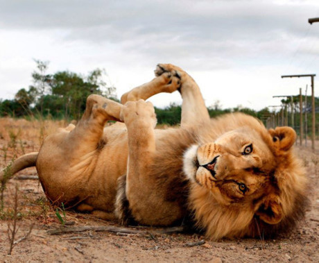 Đến cả sư tử cũng thích tập Yoga. (ảnh: Bored Panda).