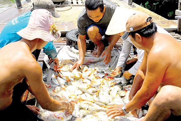 Phân loại cá trước khi bán  Theo SGGPO