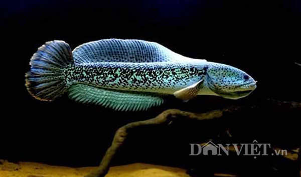 Cá lóc hoàng đế trưởng thành có đặc điểm dễ phân biệt với các loài các lóc khác là cá có màu chủ đạo là xanh hoặc xanh dương. 