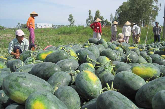 Việt Nam là nước trồng dưa hấu nổi tiếng. Dưa hấu được trồng ở khắp các địa phương, trải dài từ Bắc đến Nam.