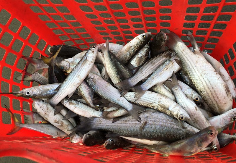 Và đây là sản phẩm. Có nhiều loại cá ở vùng biển này: cá đối, cá chỉ vàng, cá đù,… Họ có thể bán lại cho du khách với giá khoảng 30.000 đ/kg.