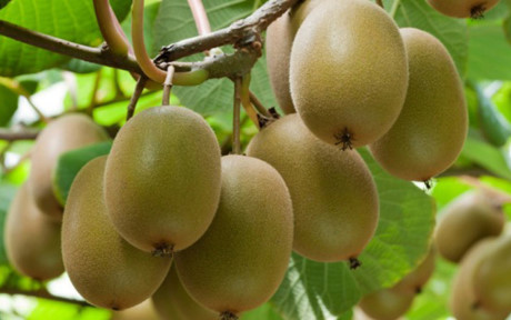 Ngắm những cây kiwi sai trĩu quả giúp nông dân "hái ra tiền" - Vĩnh Long Online