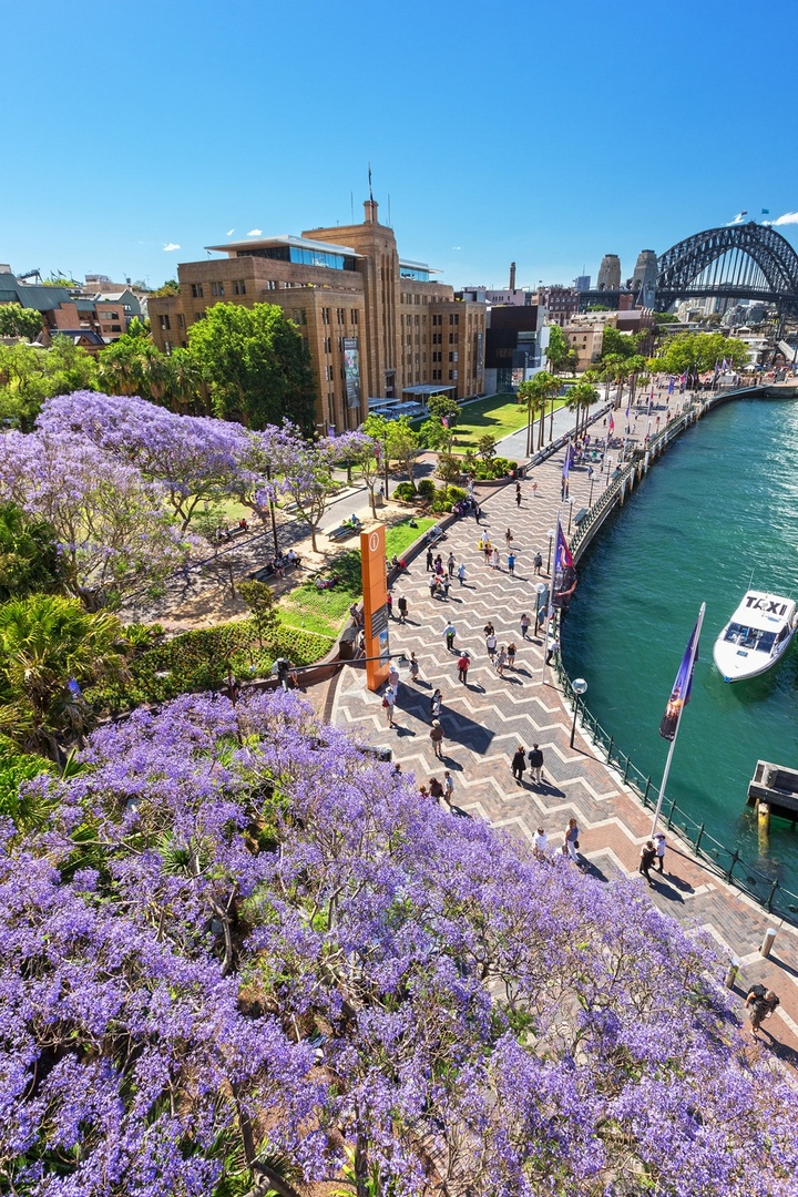 Hoa nở quanh khu vực Circular Quay, Sydney. (Nguồn: Destination NSW)