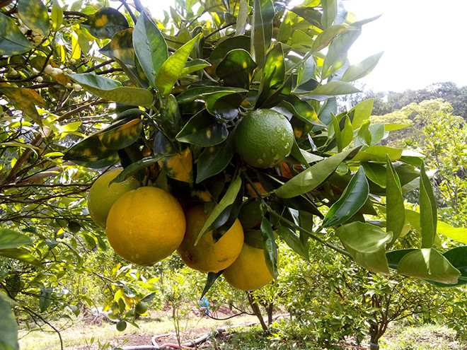 Cam Cara Cara trồng ở Đức Trọng cho trái quanh năm, trong khi cũng giống này trồng ở Australia chỉ cho trái mỗi năm 1 lần. 