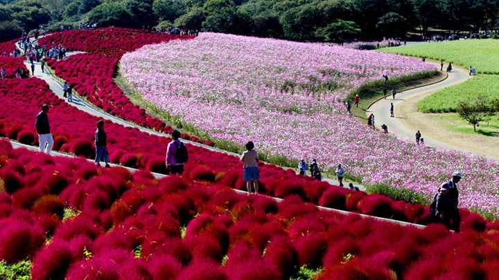 Cách thủ đô Tokyo hơn 1 giờ tàu, khu đồi Miharashi rộng 3,5 ha là khu vực nổi bật nhất Công viên quốc gia Hitachi (Nhật Bản). Tháng 10 cũng là dịp mùa thu hàng năm thu hút rất đông du khách đến thưởng ngoạn sắc đỏ rực rỡ của cây Kokia (còn gọi là Kochia) hòa cùng hàng triệu bông hoa Cosmo... đủ sắc màu được phân bố quanh khu đồi.