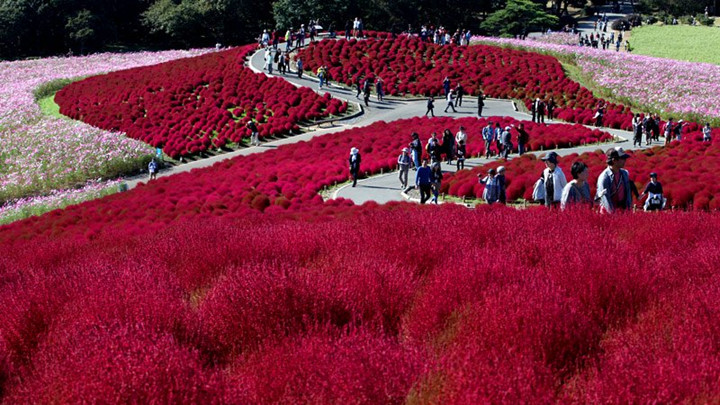 Phần đỉnh đồi là cánh đồng cây Kokia rực đỏ vào mùa thu với đường đi được thiết kế uốn lượn một cách khéo léo và tinh tế, dẫn dắt du khách đi qua những khung cảnh tuyệt đẹp.