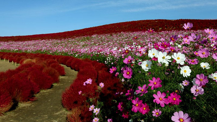Kokia cùng các loài hoa được sắp đặt khiến nhìn ở góc nào cũng tuyệt đẹp