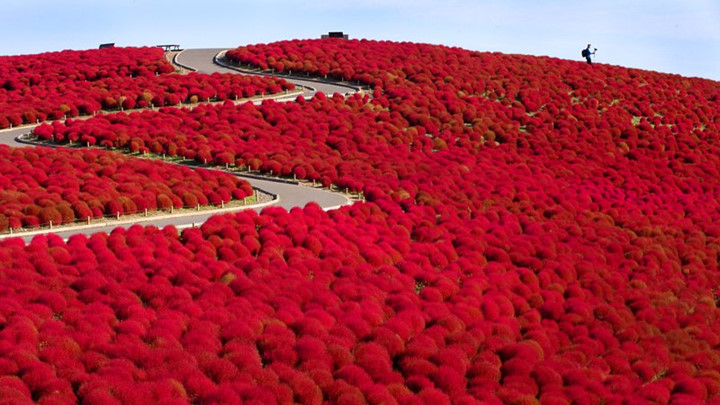 Thế chiến thứ 2, khu đồi được không quân Mỹ sử dụng làm nơi tập ném bom của phi công. Đến năm 1973, công viên Hitachi có diện tích 290ha được trao lại cho chính phủ Nhật và được xây dựng thành công viên với các loài hoa như hiện nay.
