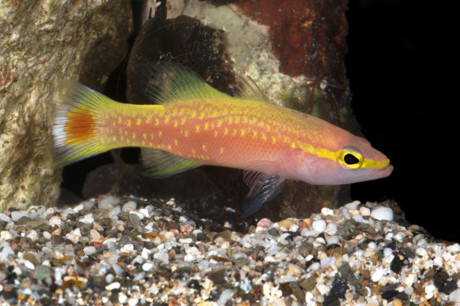 Cá Golden Basslet chỉ được tìm thấy ở Thái Bình Dương và Đại Tây Dương có một màu vàng óng ả vô cùng đặc biệt. 