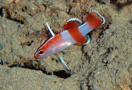 Cá Bladefin Basslet nhỏ bé và có bề ngoài khá bình thường thường sống trong các rạn san hô ở vùng nước sâu và ít khi bơi ra ngoài. 