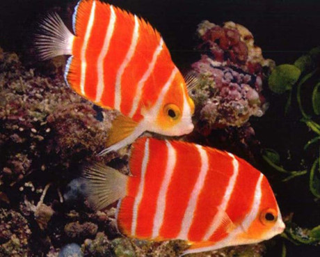 Cá thiên thần Peppermint nổi bật với các sọc đỏ và trắng, tuy nhiên nguyên nhân khiến cho giá thành của chúng cao như vậy là vì độ hiếm của nó trên thị trường. 