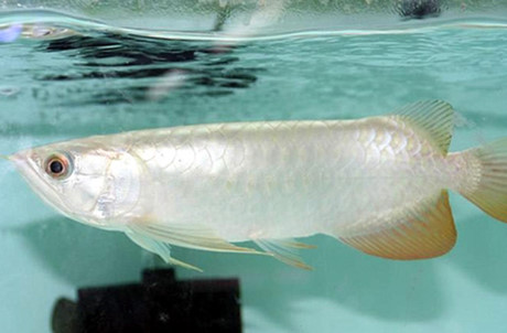 Vì sự đẹp đẽ và quý hiếm này, cá rồng Platinum có giá không dưới 400.000 USD/con.
